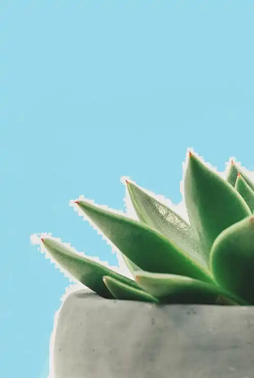 Portion of a natural succulent plant in a pot on a blue background